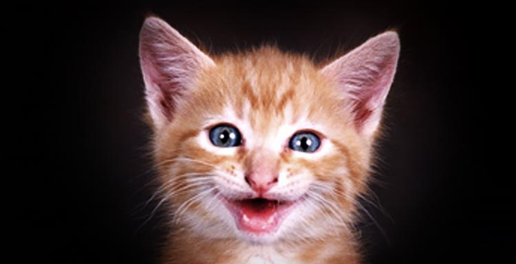 Kitty Cat Laughing